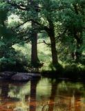 Dartmoor, England, 1995